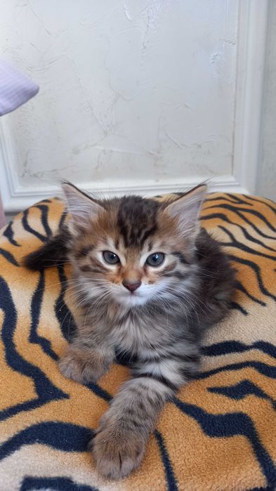 Продам котят помеси шотландской вислоухой и британца. Без документов.