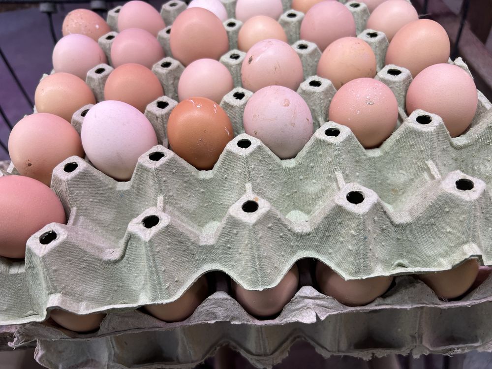 Продавам домашни петли за клане и домашни яйца
