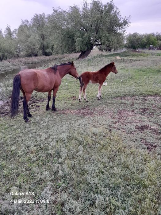 Продам лошадей жылкылар сатам