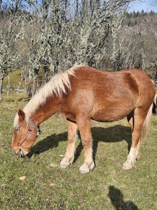 Manza de 2 ani jumătate