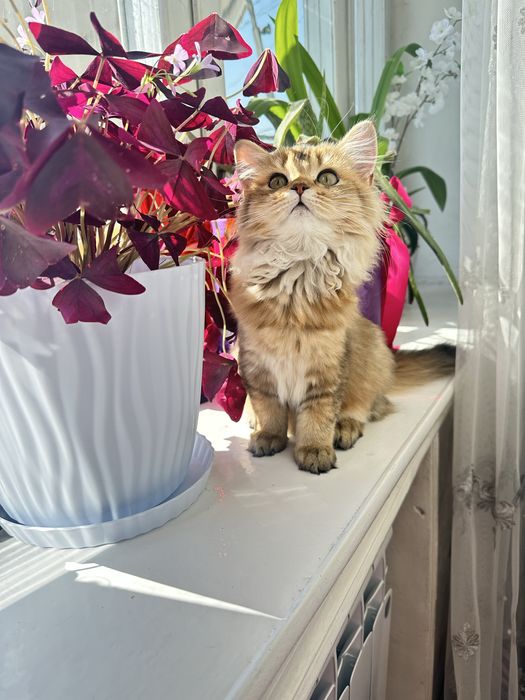 Котенок шиншилла девочка, срочно