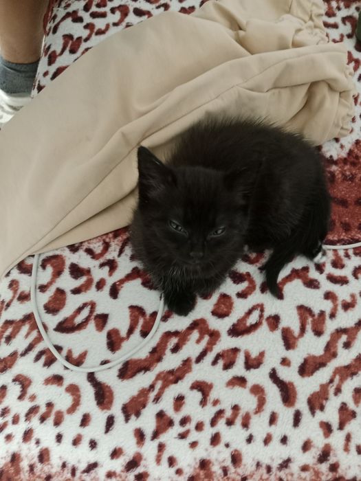 Отдам котятенка в хорошие руки