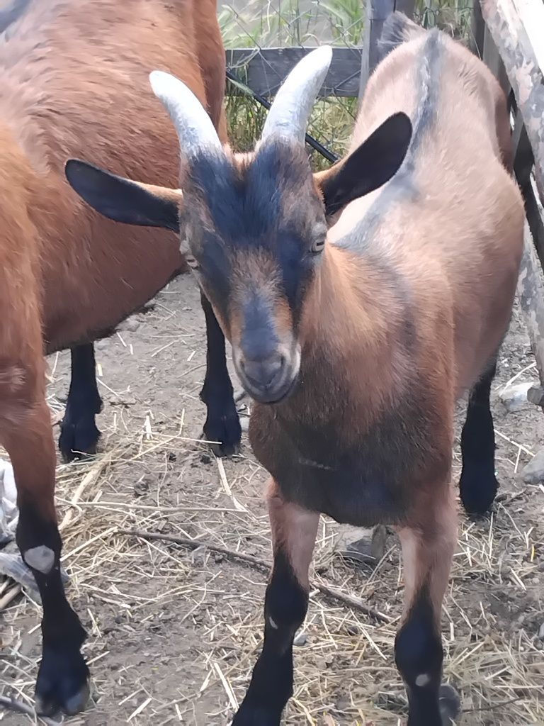 Se dau la schimb 2 țapi vârstă 3si 4 luni