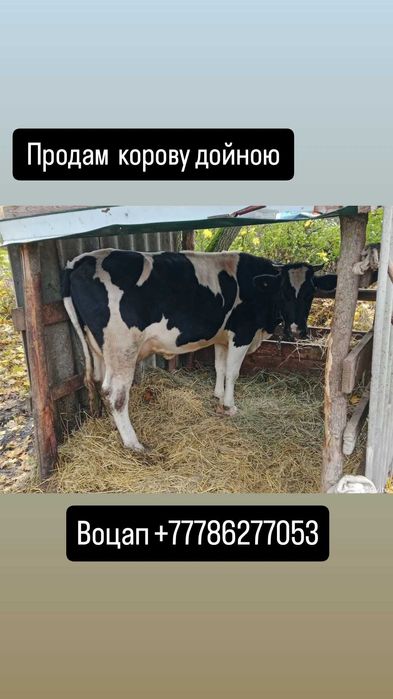 Продам корову дойную