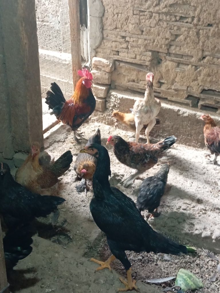Продам японских курей домашние