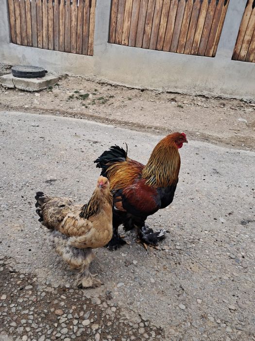 Vând pereche brahman