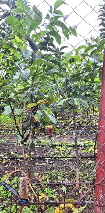 Vând puieti de nuc soiuri superioare. Pret avantajos