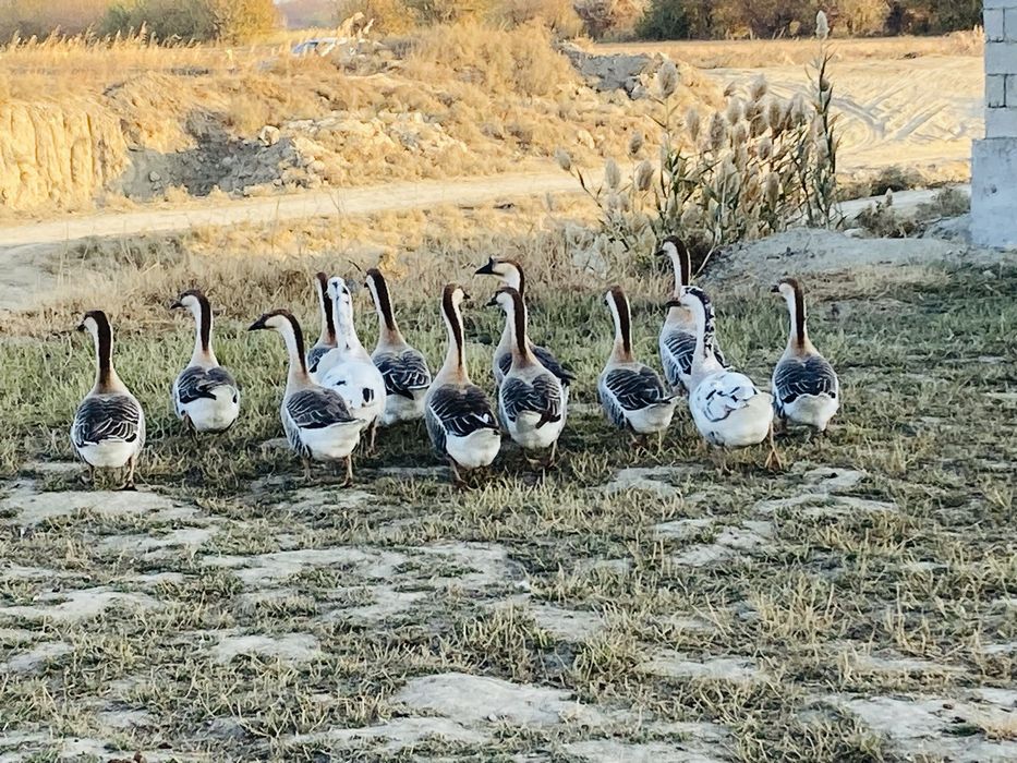 Гозлар сотилади , гузы продаются соглом