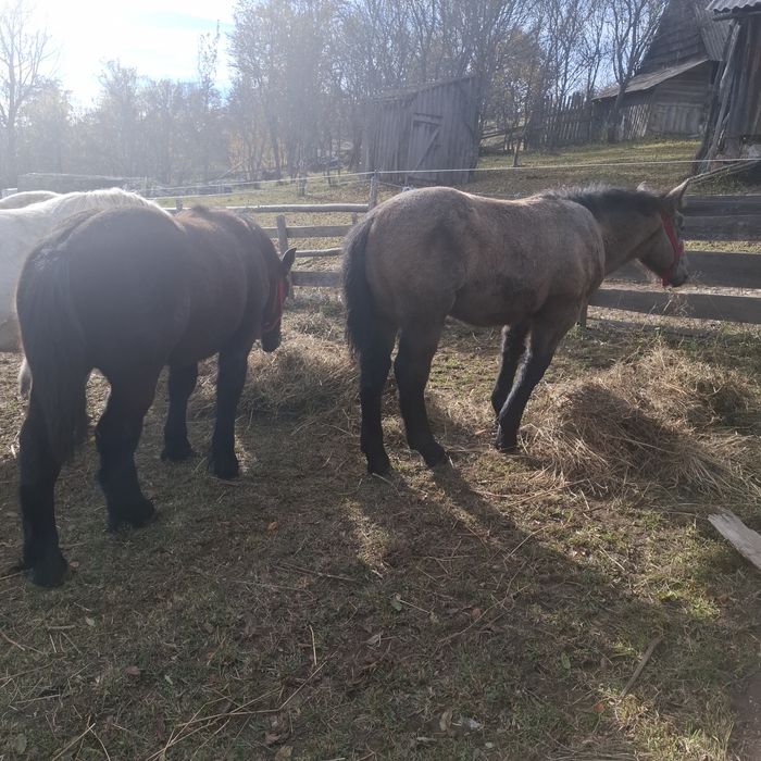 Vând 2 manze cu acte in regula