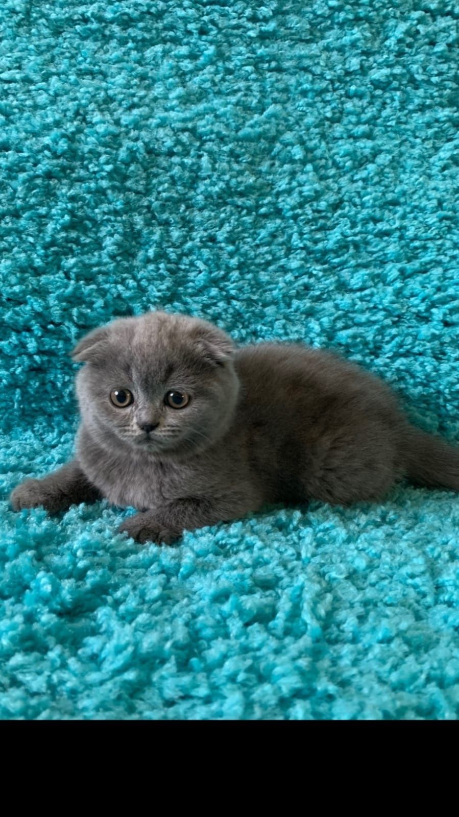 Scottish Fold Blue puiuți disponibili acum! Asigur transport!