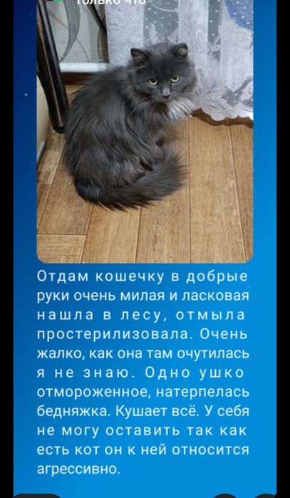 Отдам в добрые руки