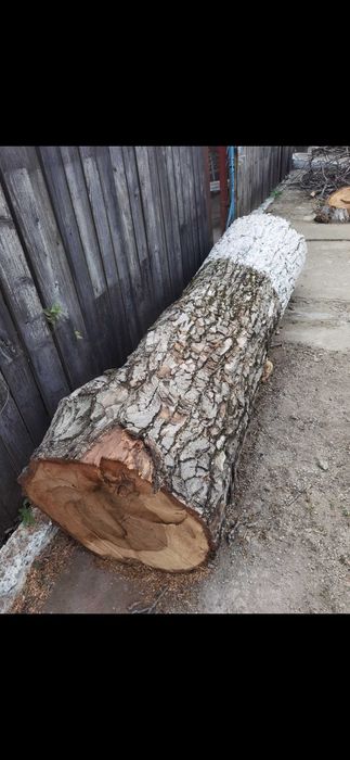 Vand trunchi nuc.Lungime 2,7 metri. Diametru 50 cm. Esenta tare.