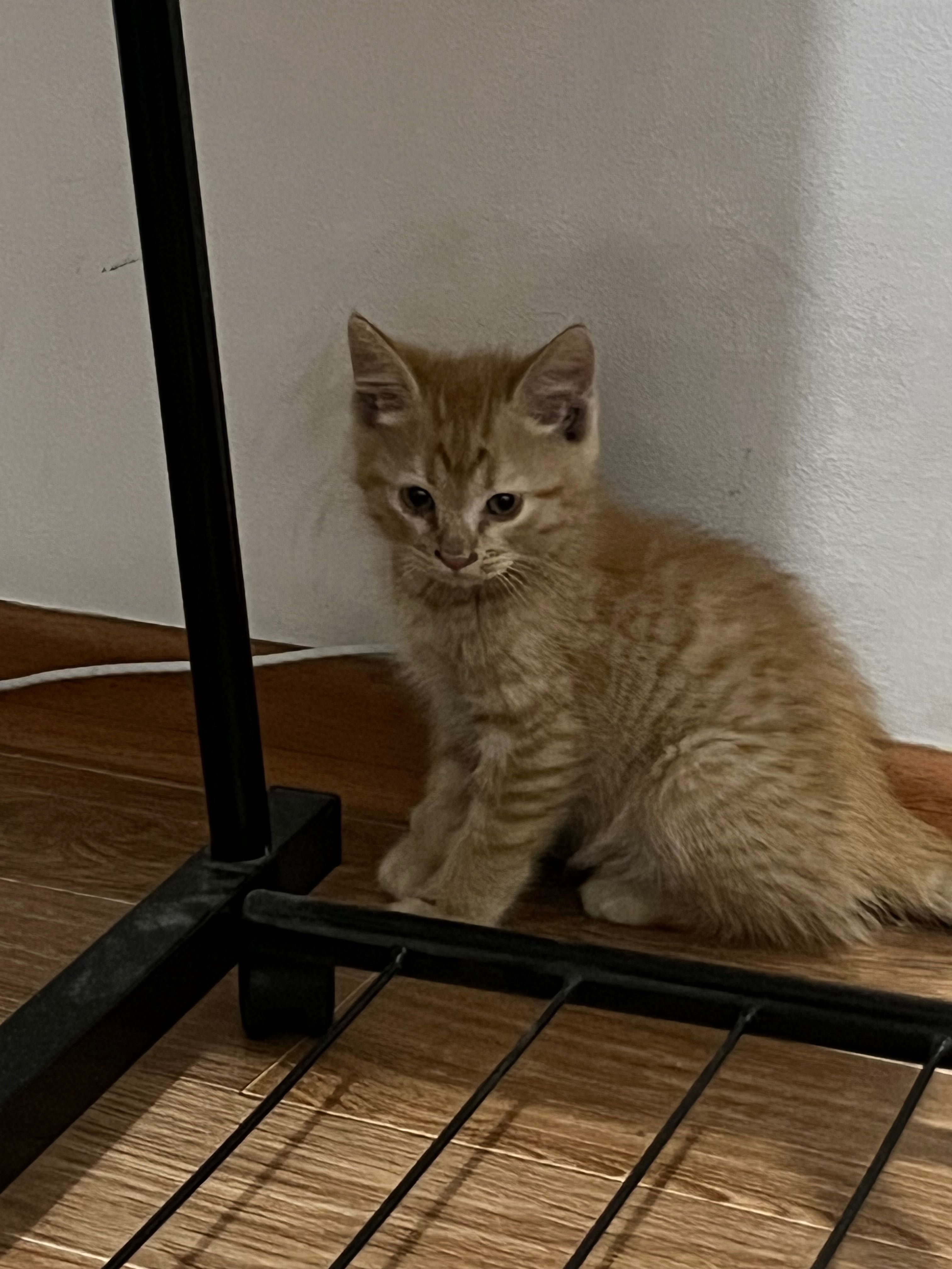 Отдам даром котенка