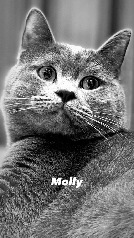 British shorthair Бритиш