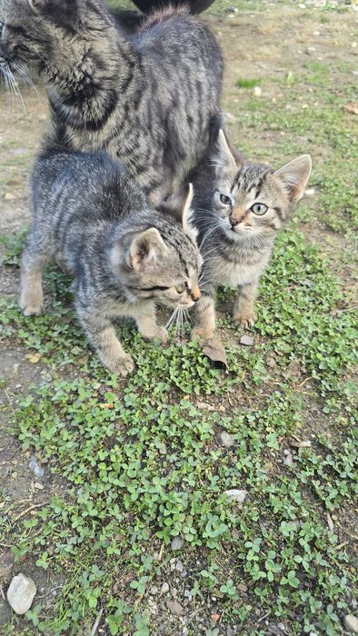 Donez ofer spre adopție  Pui Pisica