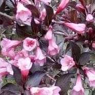 Вайгела – Налични 4 вида  Студоустойчива