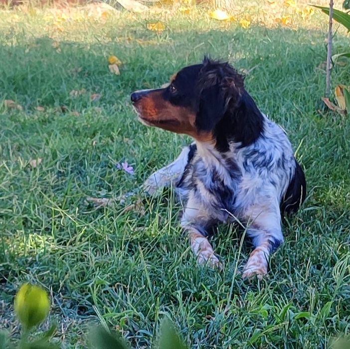 эпаньол бретон женски