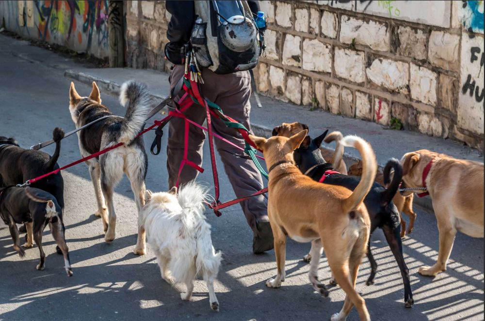 Servicii plimbare caini/ Dog Walk/ Dog Taxi