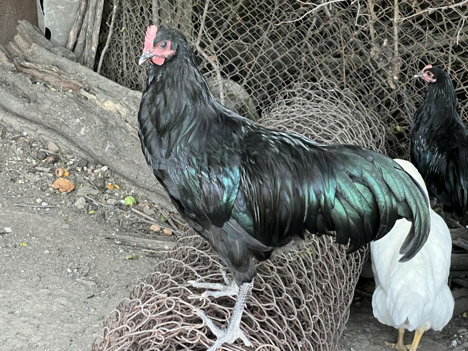 Cocosi australorp