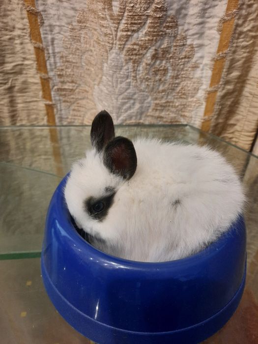 Кролик декоративный 1 месяца.