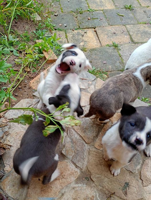 Catelusi pentru adoptie