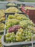 Vand struguri  pentru vin transport la tine acasă