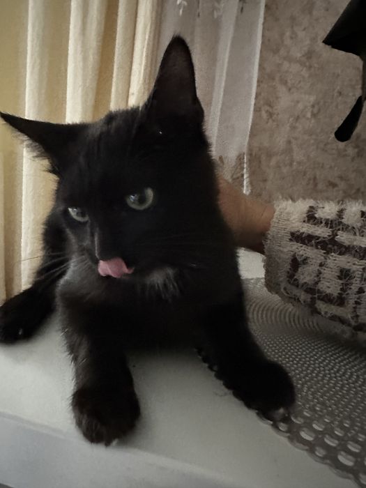 Отдам в хорошие руки