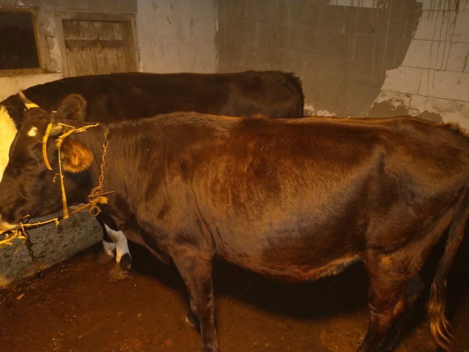 Jurincă gestanta in 6 luni