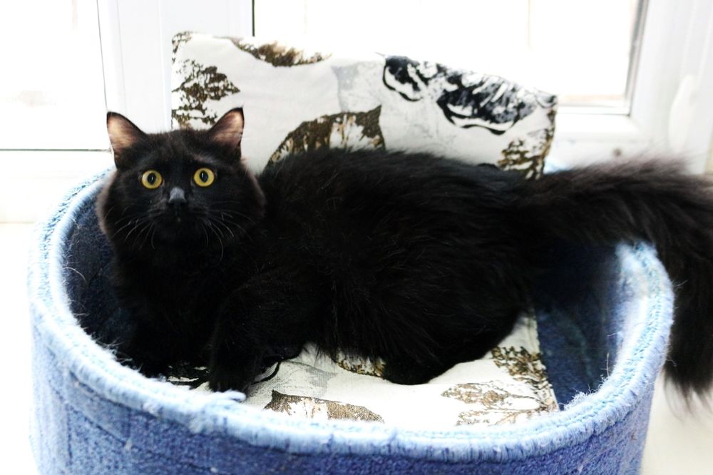 Отдам котиков (мальчики), в ответственные руки