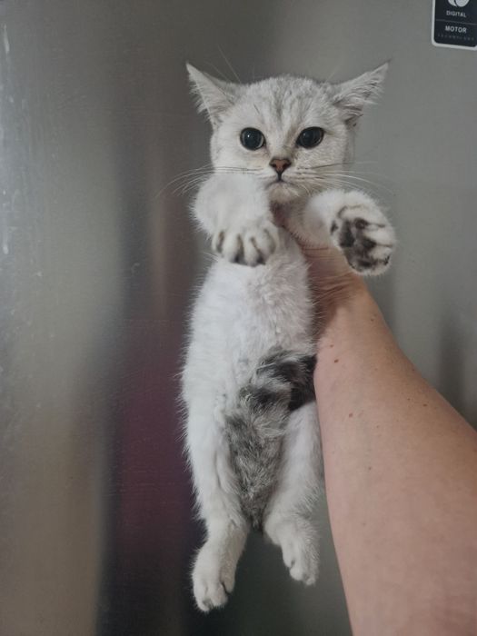 Чистокровные британцы