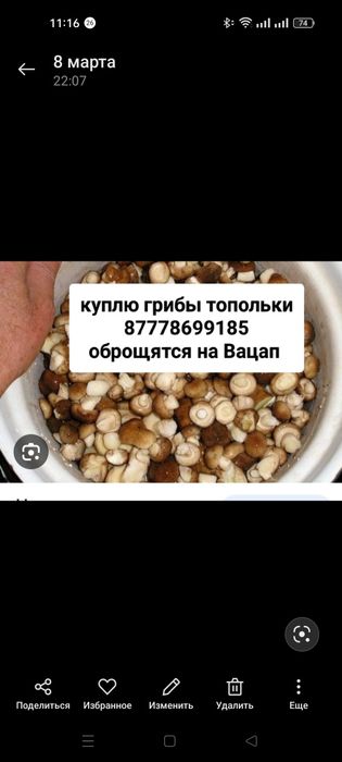 Грибы потопольники