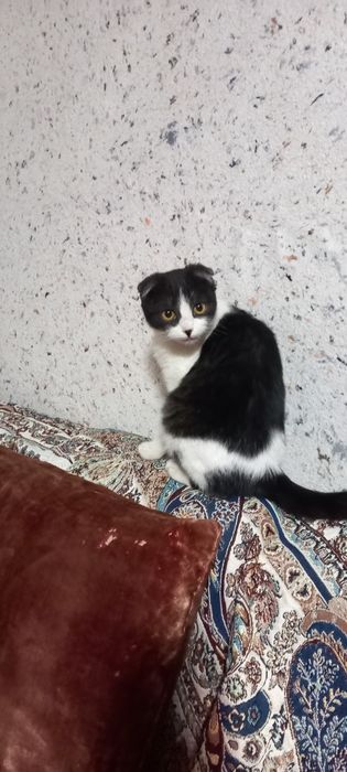 Продаются 2 кошки вислоухие