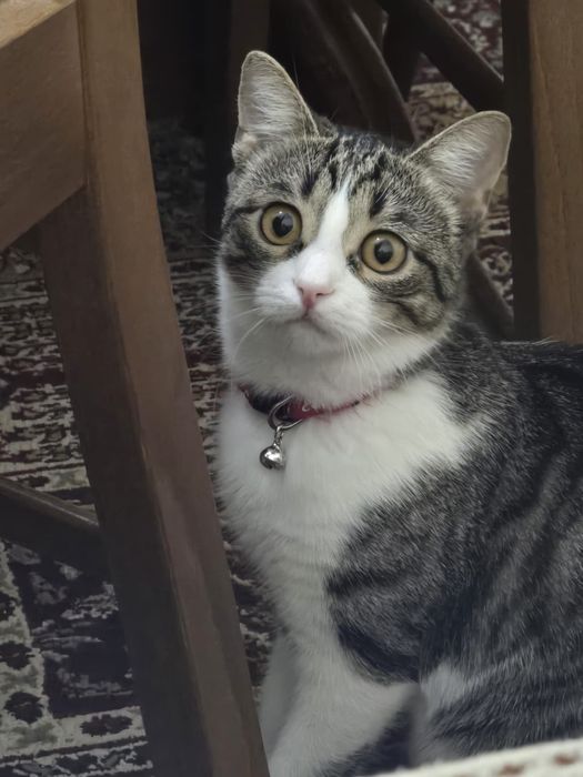 Spre adopție, pisicuța, 7 luni, foarte jucăușă, locuință în casă.