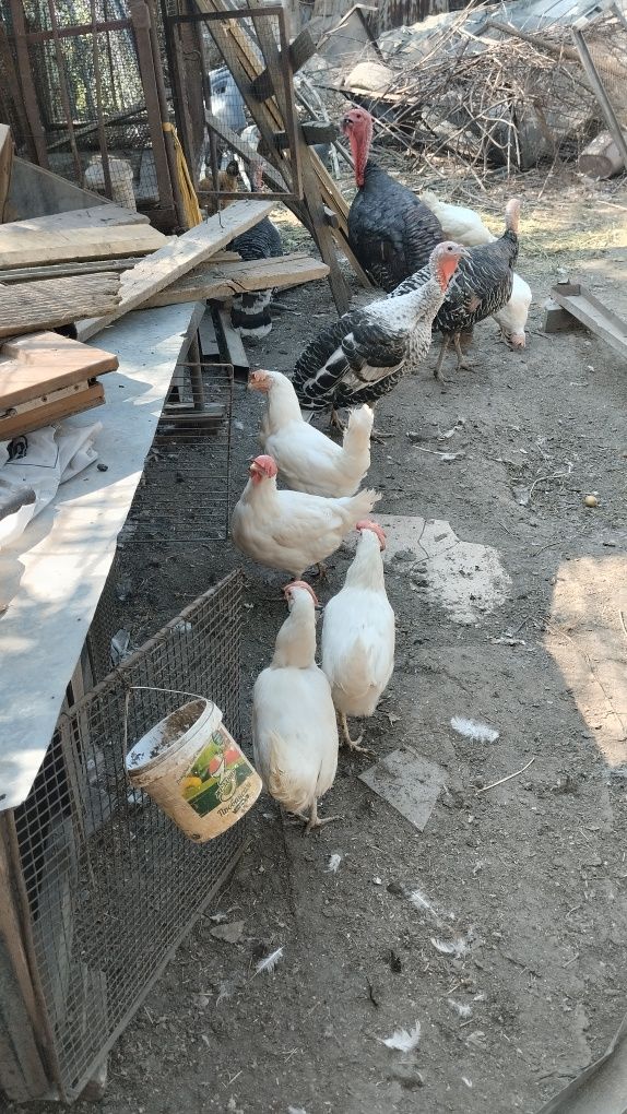 Продам кур несушек
