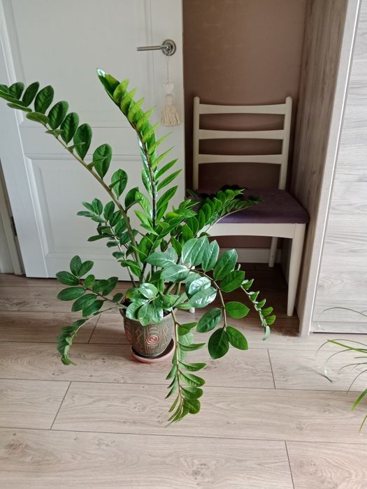 Комнатные растения Долл.дерево.