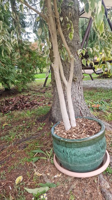 Copac ornamental ficus benjamina