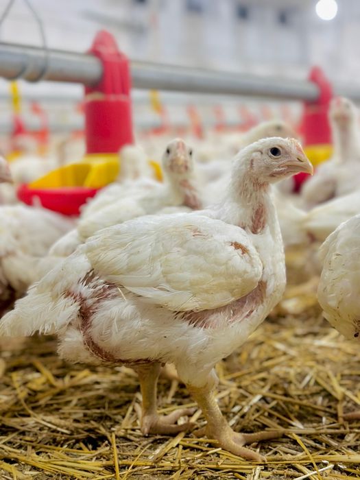 Pui de 1,2-1,3 kg. la 16 Ron / pui