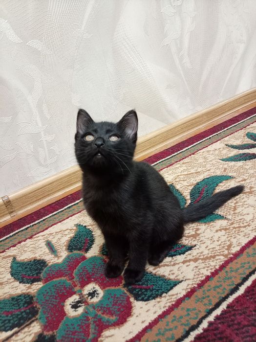 Бепул мушукчалар