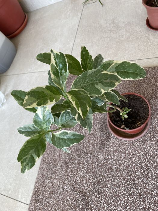 Домашние ростения