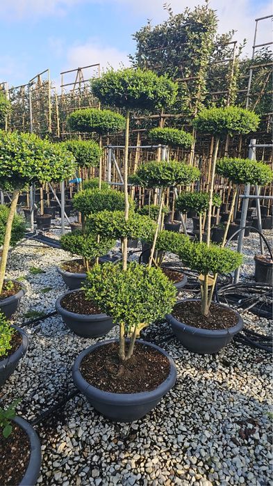 Cupressocyparis leylandii ideal pentru un gard viu
