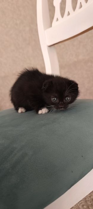 Продаются месячные котята шотландской породы. Чёрная и белая.