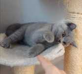Puiuț British Shorthair
