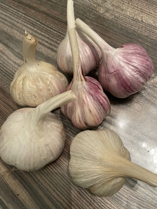 Чеснок домашний