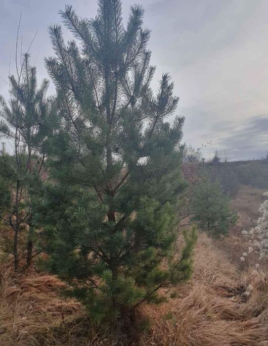 Pin,mesteacăn betula