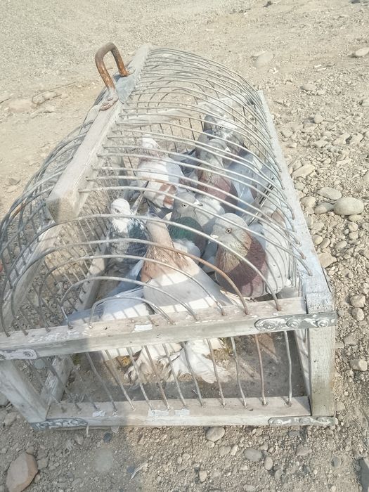 Продаю голубеи продам голубеи