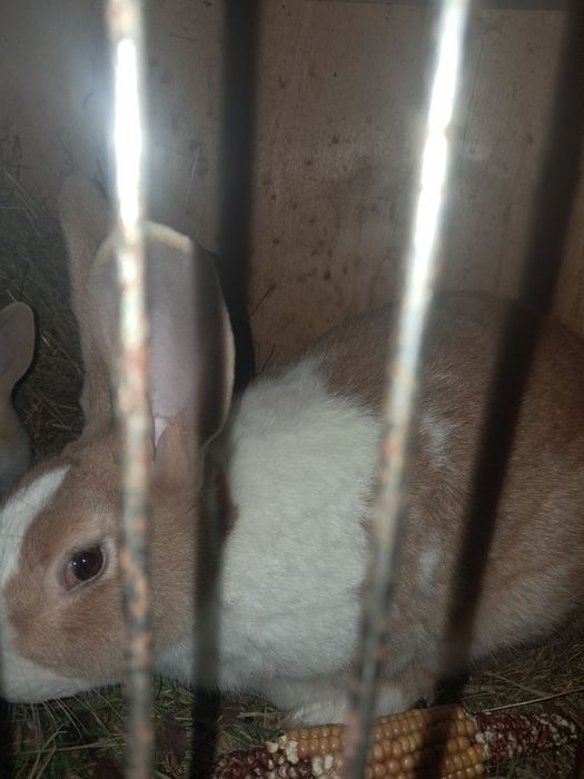 Iepuri de rasa hycole