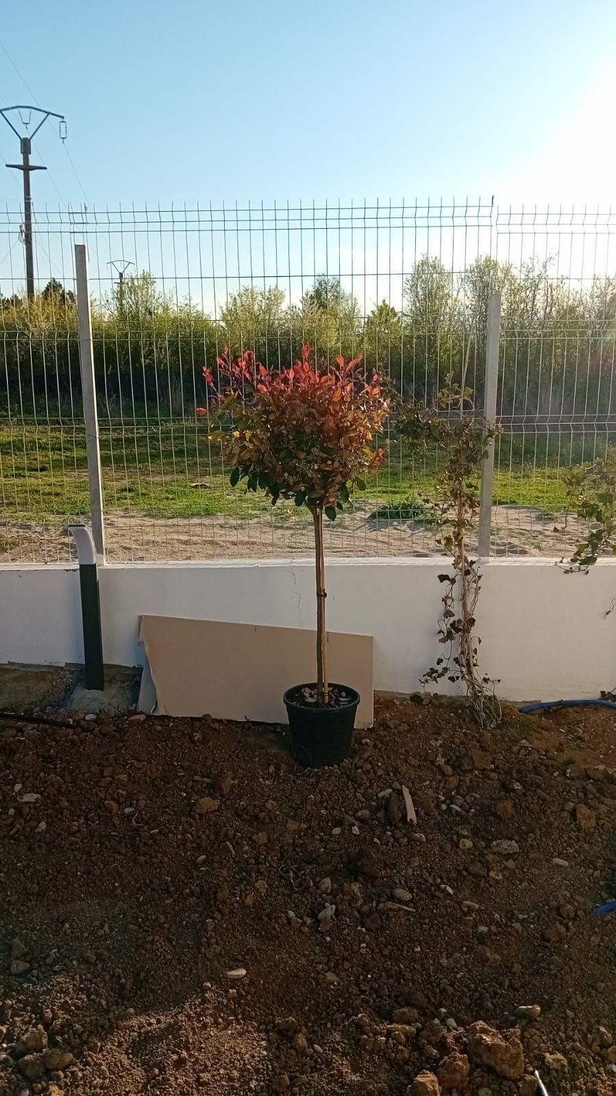 Amenajăm grădini plante