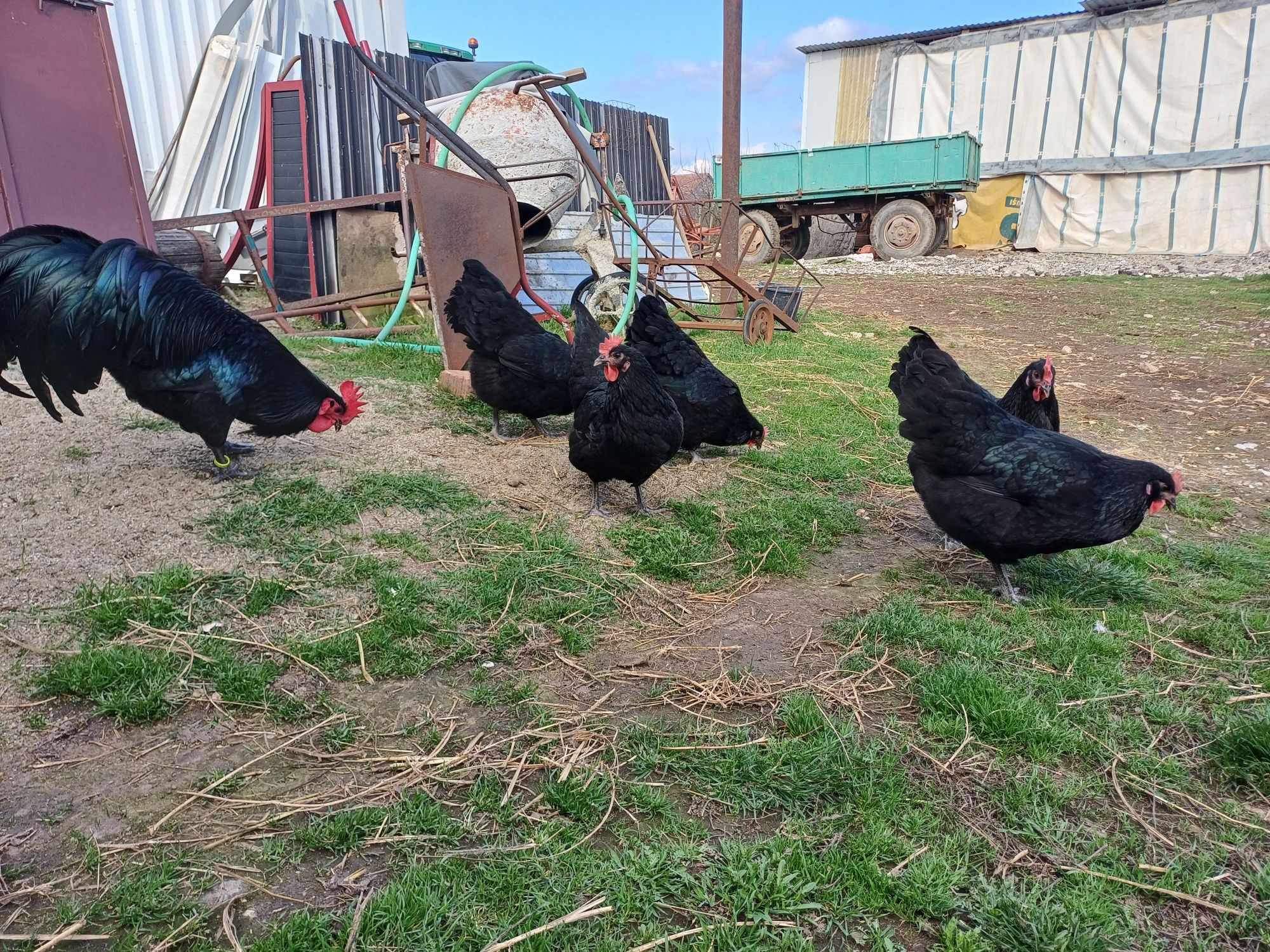 Familie Australorp Negru