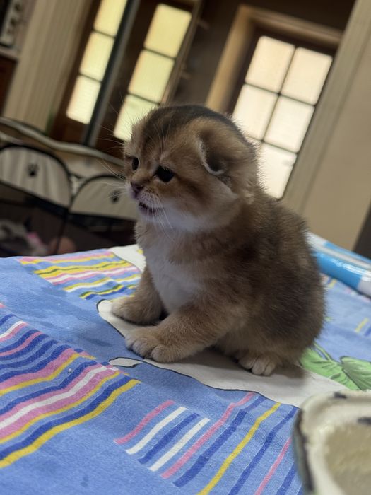 Продаются котята Шотладской породы!