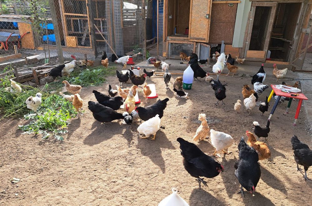 Vând oua de incubat